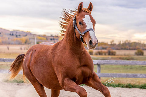 OU Gold Bar (Rockem Sockem Rey x OU Miss N Gold)