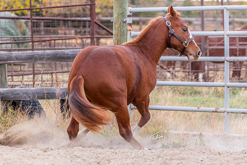 OU Gold Bar (Rockem Sockem Rey x OU Miss N Gold)