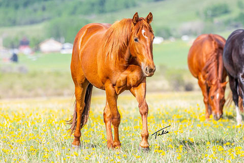 OU Goldie (White Hot Spot x OU Miss N Gold)