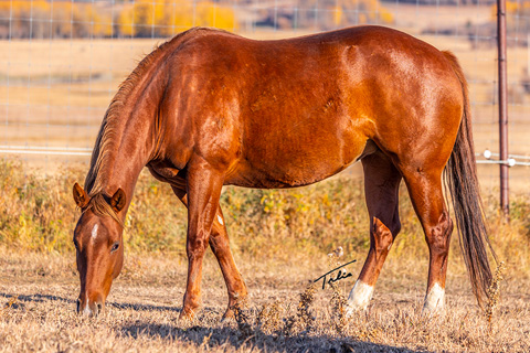 OU Hard Rock (Rockem Sockem Rey x OU Sugar Pic)