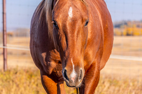 OU Hard Rock (Rockem Sockem Rey x OU Sugar Pic)