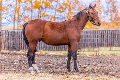 OU Lincoln (White Hot Spot x Shessweetern Pepto)