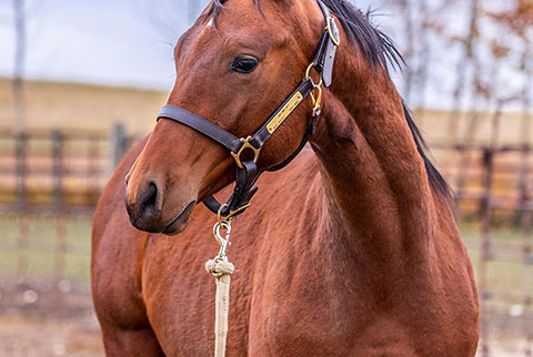 OU Lincoln (White Hot Spot x Shessweetern Pepto)