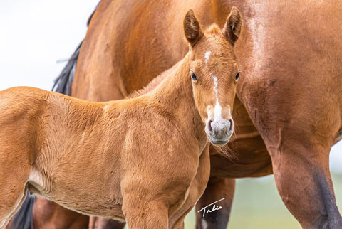OU Liza Jane (Rockem Sockem Rey x OU Buckskin Badger)