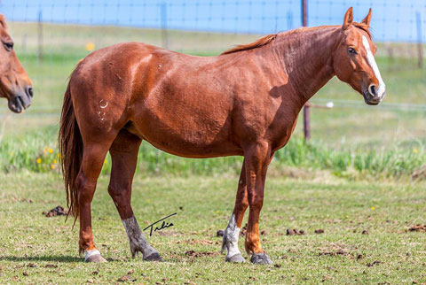 OU Pearl Jam (Rockem Sockem Rey x CJ Pearl)