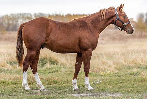 OU Priddis (White Hot Spot x LJ Smart)