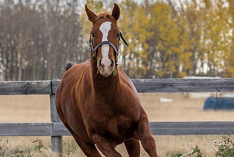 OU Priddis (White Hot Spot x LJ Smart)