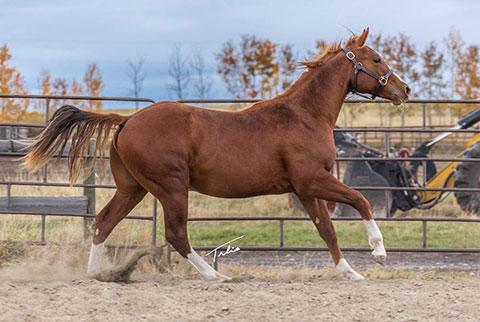 OU Priddis (White Hot Spot x LJ Smart)