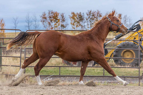 OU Priddis (White Hot Spot x LJ Smart)