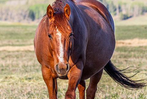 OU Sage Hen (CJ Sugar Lena x Filos Scootin Doll)