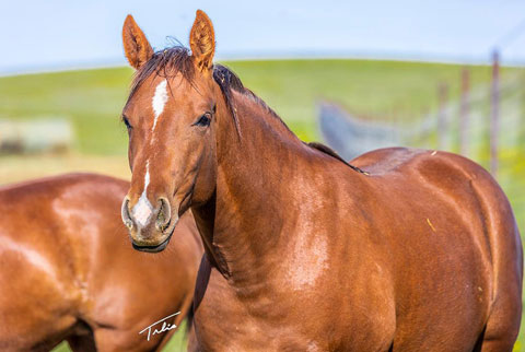 OU Snippy Lou Rey (Rockem Sockem Rey x CJ Doc Bar Lou)