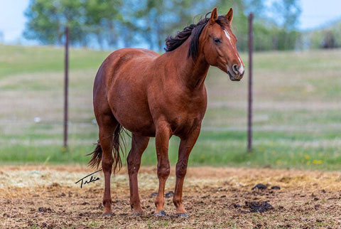 OU Snippy Lou Rey (Rockem Sockem Rey x CJ Doc Bar Lou)