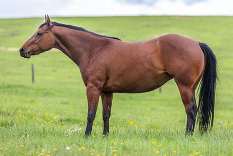 OU Stylish Grit (He Be Stylish x Second Cut)