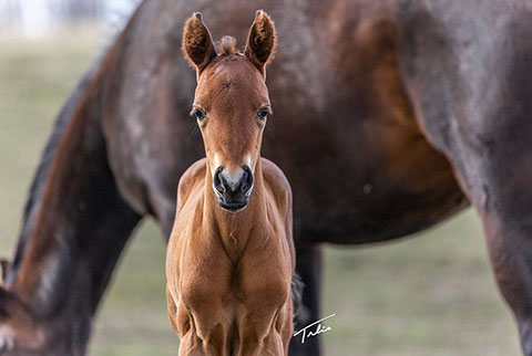 OU Stylish Grit (He Be Stylish x Second Cut)