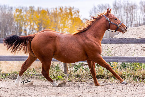 OU Sugar Valley (White Hot Spot x CJ Sugar Special)