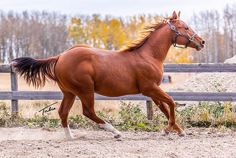 OU Sugar Valley (White Hot Spot x CJ Sugar Special)