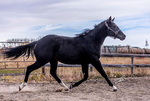 OU Tucker (White Hot Spot x Sheza Lil CJ)