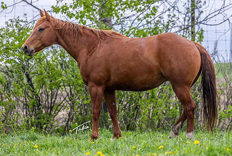 OU Turtle Dove (White Hot Spot x LJ Smart)