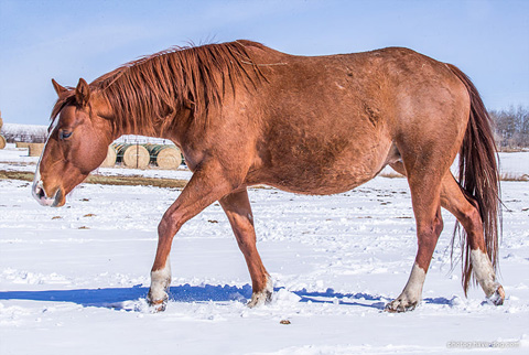 Reyteen (Rockem Sockem Rey x Eighteen)