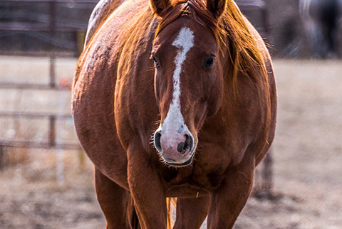 Reyteen (Rockem Sockem Rey x Eighteen)
