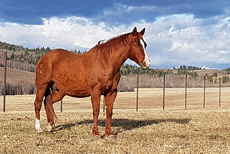 Scooter (El Peppys Hurt x Trixie)