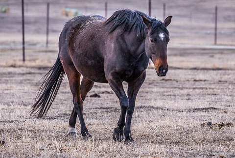 Second Cut (Hay Maker x Babes Last Advantage)