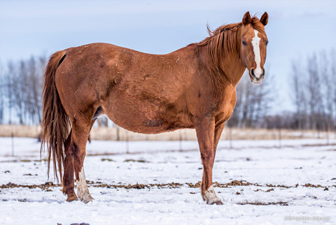 Shessweetern Pepto (Peptoboonsmal x Sweet Lil Lena)