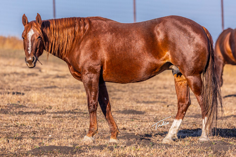 Sheza Lil CJ (CJ Sugar Lena x OU High Times)