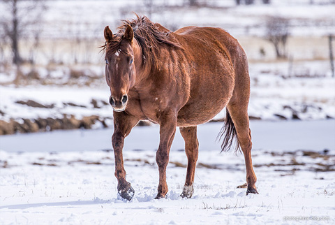 Swinging Away (Hay Maker x OU Miss N Gold)