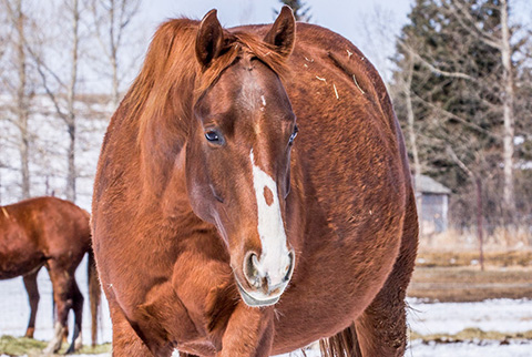 Tragically Pep (Hay Maker x Shessweetern Pepto)