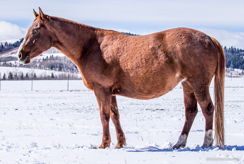 Tragically Pep (Hay Maker x Shessweetern Pepto)