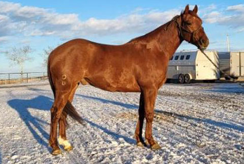 Western Waysnwishes (Rockem Sockem Rey x Filos Scootin Doll)
